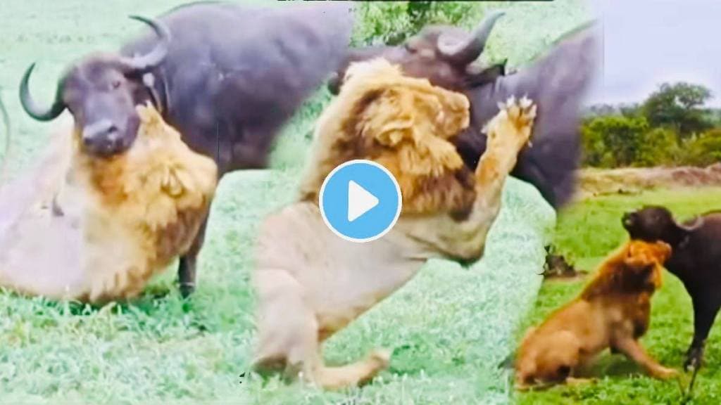 Shocking video of lion started chasing buffaloes herd for hunt see what happened next thrilling hunting video went viral