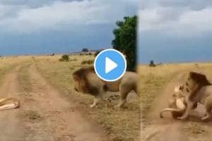 viral video fight between lion and lioness triggers hilarious husband wife shocking video viral