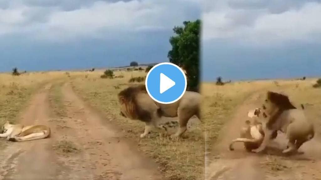 viral video fight between lion and lioness triggers hilarious husband wife shocking video viral