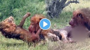 Two Lions Fight Each Other To Become The King Of The Jungle Video goes Viral on social media