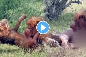 Two Lions Fight Each Other To Become The King Of The Jungle Video goes Viral on social media