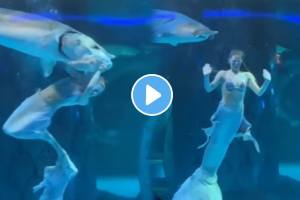 Woman dressed as mermaid dancing Inside water tried to eaten by giant fish shocking video