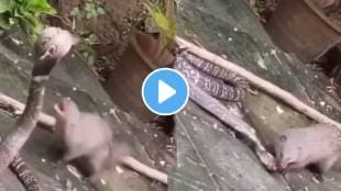 Snake Fighting With A Mongoose Who Will Win In The Jungle Battle Watch This Viral Video on social media