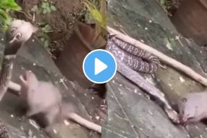 Snake Fighting With A Mongoose Who Will Win In The Jungle Battle Watch This Viral Video on social media