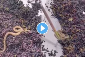 shocking video Snake seen in churning machine juice making factory