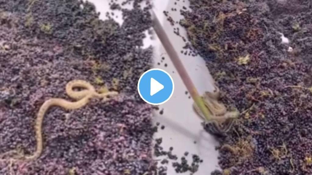 shocking video Snake seen in churning machine juice making factory