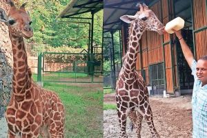 Article of Tushar Kulkarni who worked tirelessly to save giraffe with help of Assam Zoo