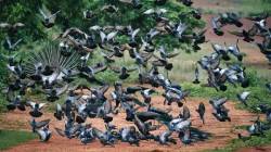 Pigeon Diseases : कबुतरांच्या पिसांसह विष्ठेतून पसरतायत ‘हे’ घातक आजार; महिलांनो वेळीच घ्या काळजी