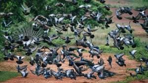 Pigeon Diseases : कबुतरांच्या पिसांसह विष्ठेतून पसरतायत ‘हे’ घातक आजार; महिलांनो वेळीच घ्या काळजी