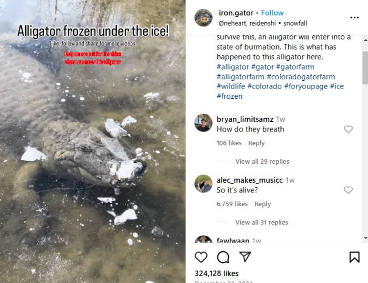 crocodile froze while lying in the lake