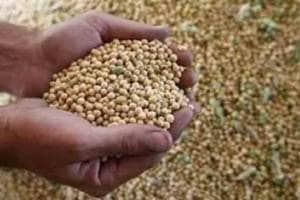 Soyabean Purchase Objective Failed farmers in trouble