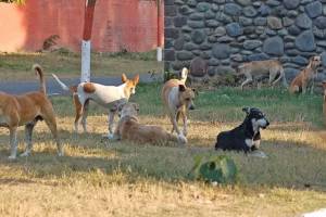 Stray dog killing Morocco