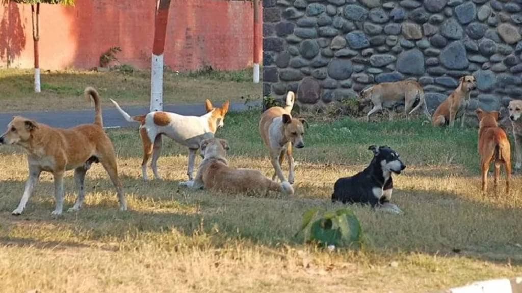 Stray dog killing Morocco