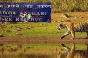 Tadoba online booking scam officials questioned three months ago