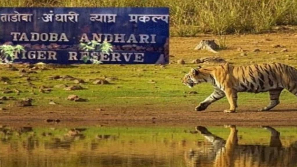 Tadoba online booking scam officials questioned three months ago