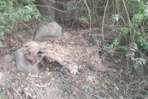 is Tiger hunt in yavatmal Decomposed body found in Ukani coal mine