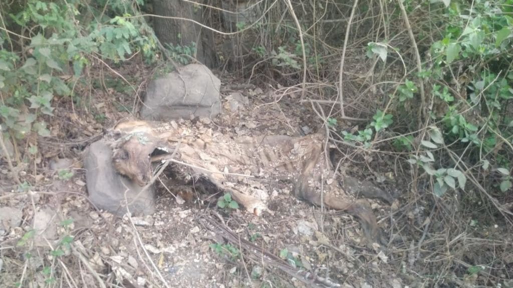 is Tiger hunt in yavatmal Decomposed body found in Ukani coal mine