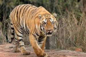 Tiger dies after being hit by unknown vehicle in vardha