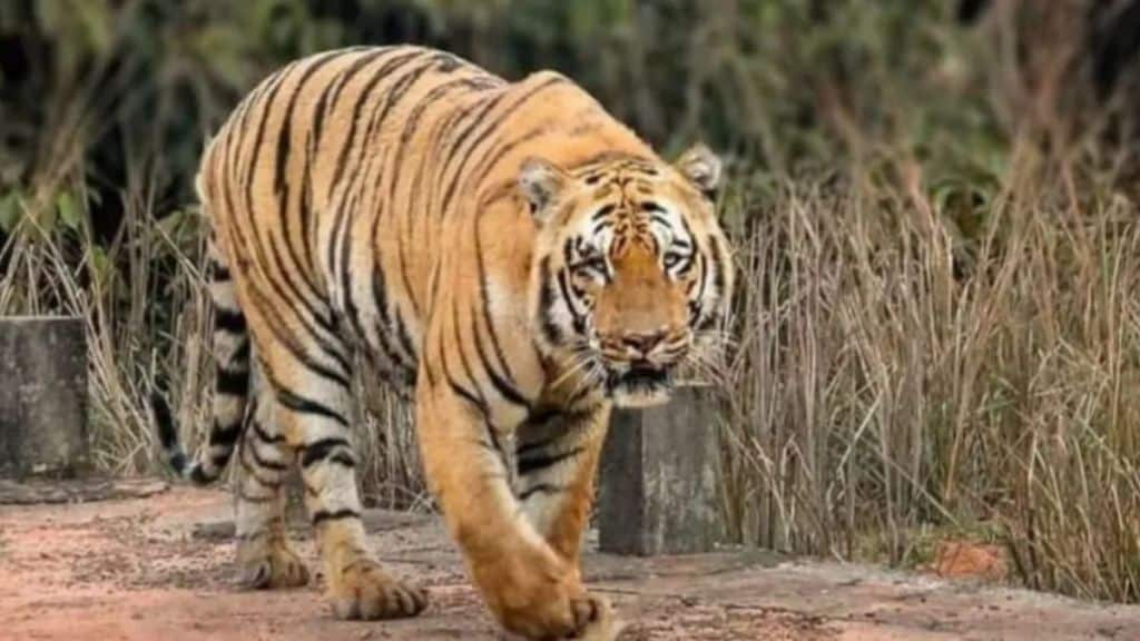 Tiger dies after being hit by unknown vehicle in vardha