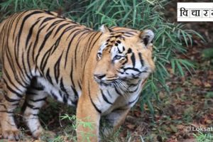 Tiger-centric tourism prevents tigers from living their private lives peacefully