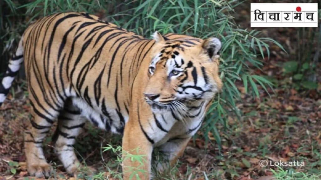 Tiger-centric tourism prevents tigers from living their private lives peacefully