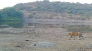 Tigers remain free even after month animal poaching continues