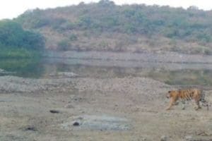 Tigers remain free even after month animal poaching continues