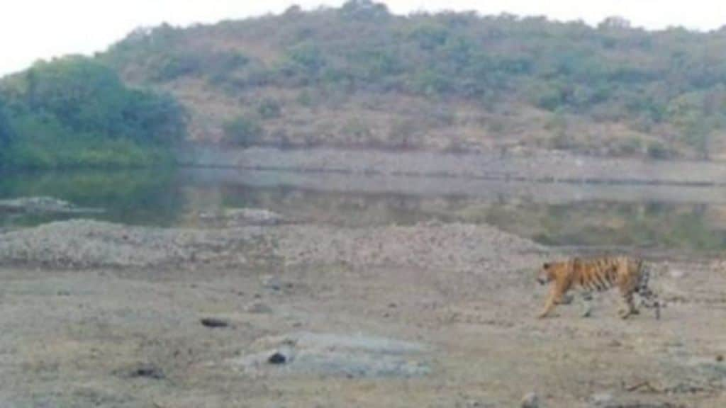 Tigers remain free even after month animal poaching continues