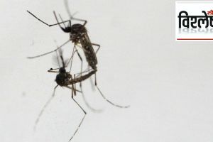 Toxic semen kill female mosquitoes australia