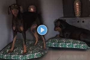 Viral Video Of pet dog