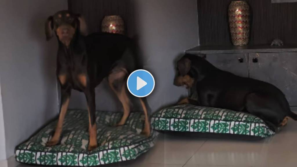 Viral Video Of pet dog