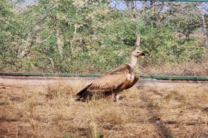 Eurasian griffon vulture, Successful treatment vulture,