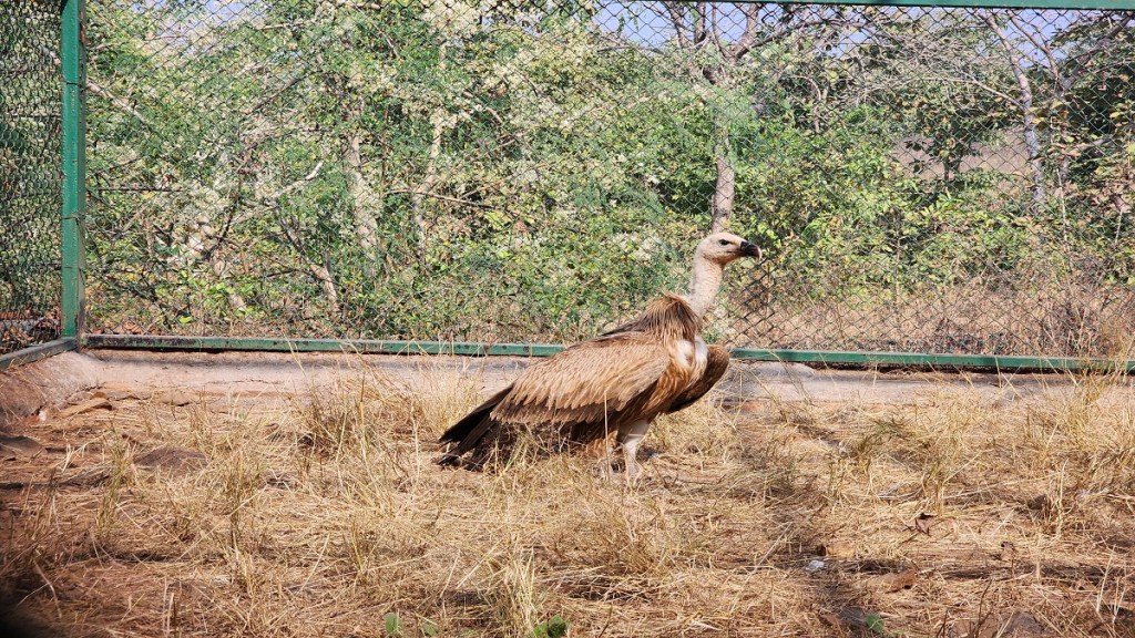 Eurasian griffon vulture, Successful treatment vulture,