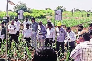 Artificial Intelligence, Sugarcane Farming, Lokshiwar ,