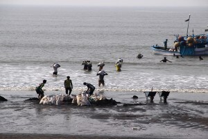 Beach tourism, Sand mining, Vasai, tourism,