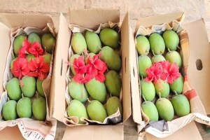 Hapus mango, Raigad , Mumbai market, Mumbai ,