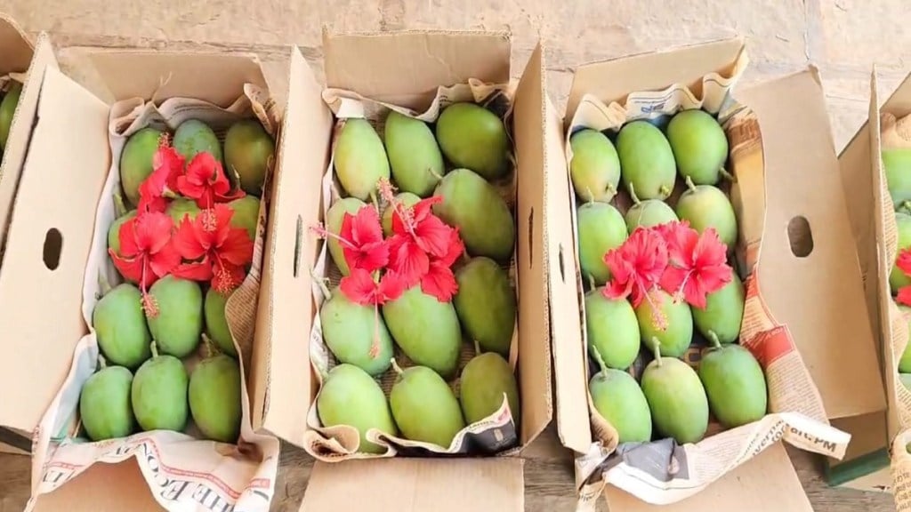 Hapus mango, Raigad , Mumbai market, Mumbai ,