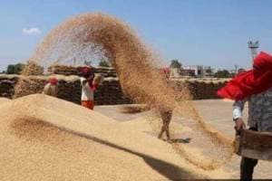 shortage of Wheat flour companies