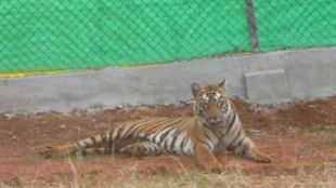 Image Of Zeenat Tigress