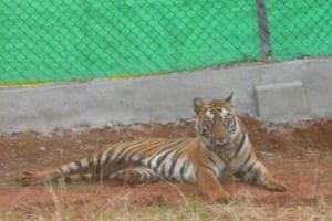 Image Of Zeenat Tigress