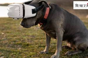 Artificial Intelligence Might Enable Communication with Animals