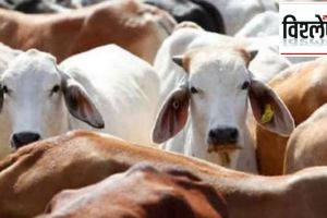 benefits of cow urine