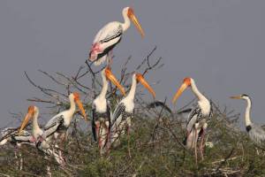 Flamingos and Other Migratory Birds Flock to Ujani Dam