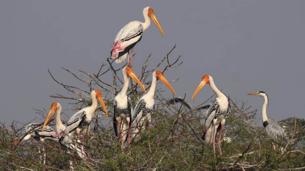 Flamingos and Other Migratory Birds Flock to Ujani Dam