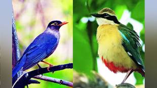 bmc will soon set up aviary in Mulund with work accelerating next year