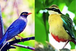 1161 birds of 105 species recorded in Kalamba Lake in Kolhapur