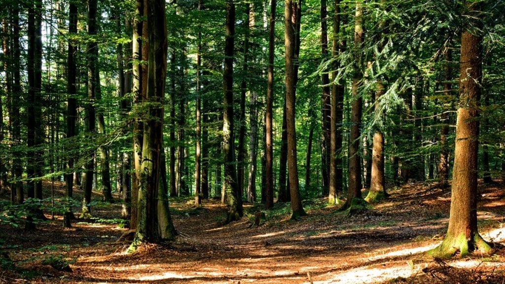 vasai palghar forest area