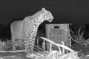 nagpur leopard latest news in marathi