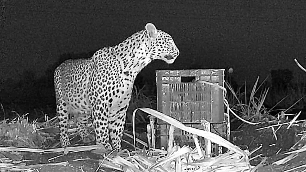 nagpur leopard latest news in marathi