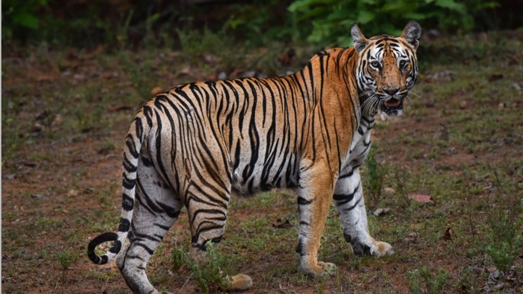 tiger path blocked loksatta news